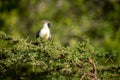 Bare-faced go-away-bird perched in thorny acacia tree Royalty Free Stock Photo