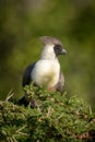 Bare-faced go-away-bird perches atop thorny acacia tree Royalty Free Stock Photo