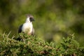 Bare-faced go-away-bird perches on thorny acacia branch Royalty Free Stock Photo