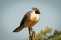 Bare-faced go-away-bird on tree stump eyeing camera Royalty Free Stock Photo