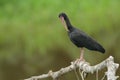 Bare-faced Ibis in Ecuadorian Amazon Royalty Free Stock Photo