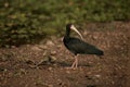 Bare-faced ibis, Phimosus infuscatus berlepschi Royalty Free Stock Photo