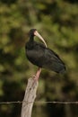 Bare-faced ibis, Phimosus infuscatus berlepschi Royalty Free Stock Photo