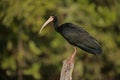 Bare-faced ibis, Phimosus infuscatus berlepschi Royalty Free Stock Photo