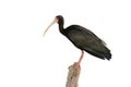 Bare-faced ibis, Phimosus infuscatus berlepschi Royalty Free Stock Photo