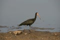 Bare-faced ibis, Phimosus infuscatus berlepschi Royalty Free Stock Photo