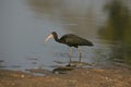Bare-faced ibis, Phimosus infuscatus berlepschi Royalty Free Stock Photo