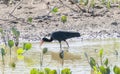 Bare-faced Ibis (Phimosus infuscatus) in Brazil Royalty Free Stock Photo