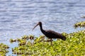 Bare-faced ibis (Phimosus infuscatus), Ecoparque Sabana, Cundinamarca department. Wildlife and birdwatching in Colombia. Royalty Free Stock Photo