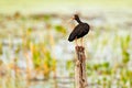 Bare-faced ibis, Phimosus infuscatus, exotic bird in the nature habitat, bird sitting in grass with beautiful evening sun light, d Royalty Free Stock Photo