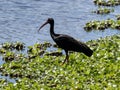 One Bare-faced Ibis, Phimosus infuscatus, foraging in a swamp, Colombia Royalty Free Stock Photo