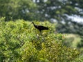 The Bare-faced Ibis, Phimosus infuscatus, foraging in a swamp, Colombia Royalty Free Stock Photo