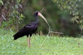 Bare-faced Ibis (Phimosus infuscatus) perched on grass, with twig in beak Royalty Free Stock Photo