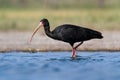 A bare faced ibis