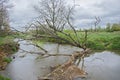 Fallen tree in an old river arm of Dijle through a meadow in the flemish countryside