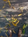 Fallen leaves on the ground Royalty Free Stock Photo