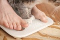 Bare feet and paws of a cat are standing on smart scales that makes bioelectric impedance analysis, BIA, body fat Royalty Free Stock Photo