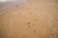 bare footprints of human and a small dog walked on wet sand beach Royalty Free Stock Photo