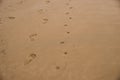 bare footprints of human and a small dog walked on wet sand beach Royalty Free Stock Photo