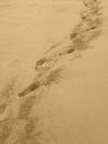 Bare footprints in very soft seasand   in vertical orientation Royalty Free Stock Photo