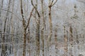 Bare forest trees covered in snow and ice Royalty Free Stock Photo