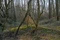 Bare forest wilderness in the flemish countryside Royalty Free Stock Photo