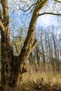 Bare forked tree trunk surrounded by wild vegetation and trees Royalty Free Stock Photo