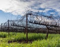 Bare grape vines are growing on a metal stand with wires going between them.