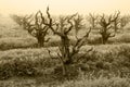 Bare Grapevines in Winter Fog Royalty Free Stock Photo