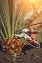 Bare hand of unknown man is cutting green yucca or small palm tree with pruning shears in sunny garden. Worker is Royalty Free Stock Photo