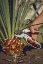 Bare hand of unknown man is cutting green yucca or small palm tree with pruning shears in sunny garden. Worker is Royalty Free Stock Photo