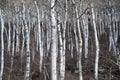 Bare, Leafless Aspen Tree Stand