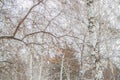 Bare leafless branches of a birch tree against the cloudy sky Royalty Free Stock Photo