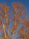 Leafless branches of a tree against a cold winter sky Royalty Free Stock Photo