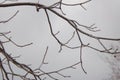 Bare, Leafless Tree Branches Against A Grey Sky Royalty Free Stock Photo