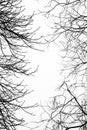 Bare leafless tree branches with white sky Royalty Free Stock Photo