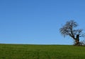 Bare leafless tree with broken off branch