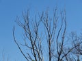 Bare dead leafless tree crown branches against blue sky. Gloomy chilly autumn weather forecast.