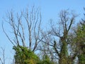 Bare leafless tree crown branches against blue sky. Bare trees covered with green ivy and red Virginia Creeper.