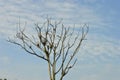 Bare Leafless Tree Silhouette Against Blue Sky Royalty Free Stock Photo