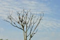 Bare Leafless Tree Silhouette Against Blue Sky Royalty Free Stock Photo