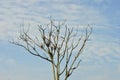 Bare Leafless Tree Silhouette Against Blue Sky Royalty Free Stock Photo
