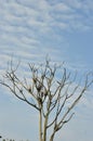 Bare Leafless Tree Silhouette Against Blue Sky Royalty Free Stock Photo
