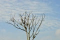 Bare Leafless Tree Silhouette Against Blue Sky Royalty Free Stock Photo