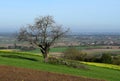 Bare leafless tree with view to the Rhine valley