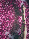 Bare leg of Asian woman exposed above luxury rose petal bath. Royalty Free Stock Photo