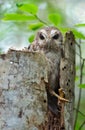 The Bare-legged Owl or Cuban Screech Owl