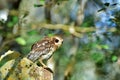 The Bare-legged Owl or Cuban Screech Owl (Gymnoglaux lawrencii).