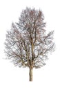 Isolated bare linden tree