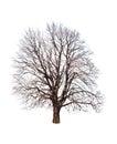 Bare linden tree